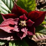 Bergenia sercolistna – uprawa, wymagania, pielęgnacja