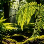 Rozchodnik wielki – uprawa, wymagania, rozmnażanie