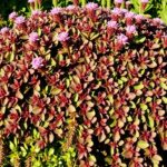 Paprocie – uprawa, pielęgnacja, rozmnażanie