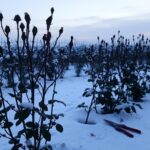 Kwiaty wiosenne wieloletnie – co kwitnie co roku o tej porze